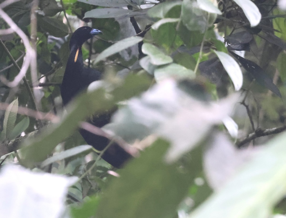 Wattled Guan - ML645963540