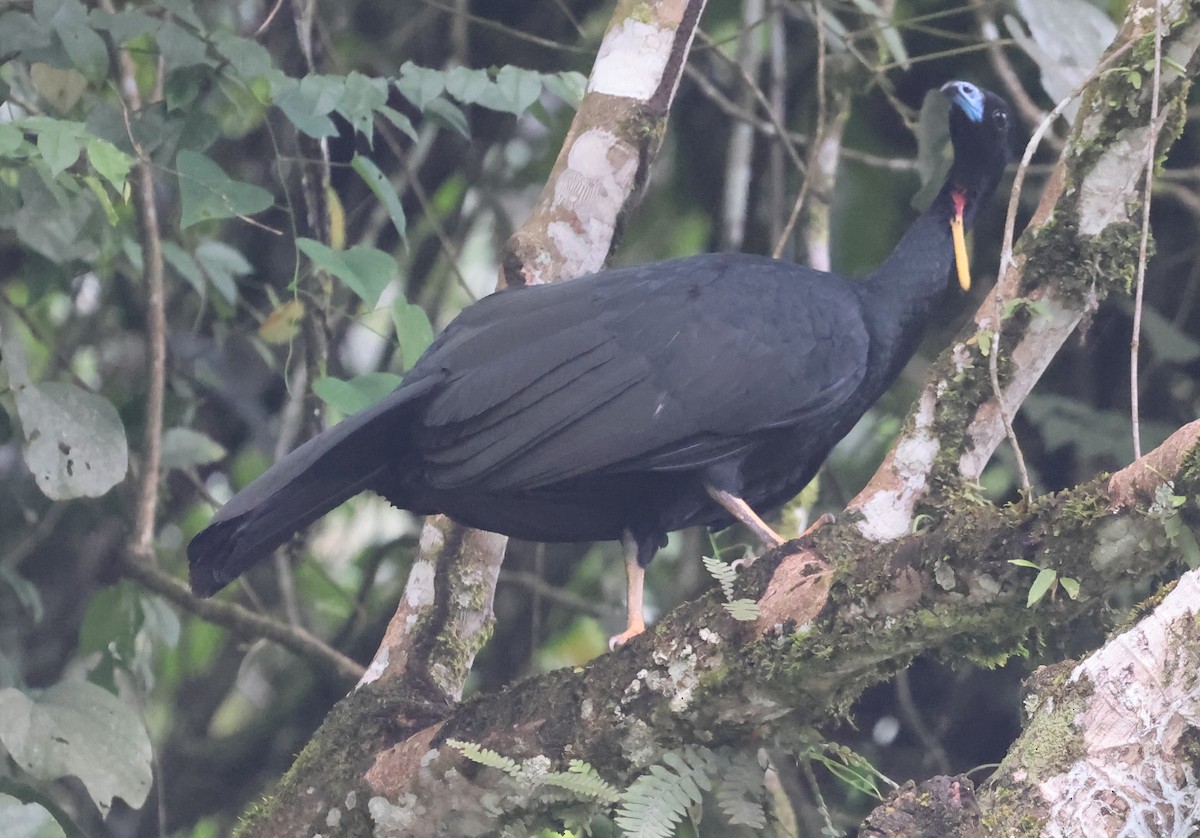 Wattled Guan - ML645963541