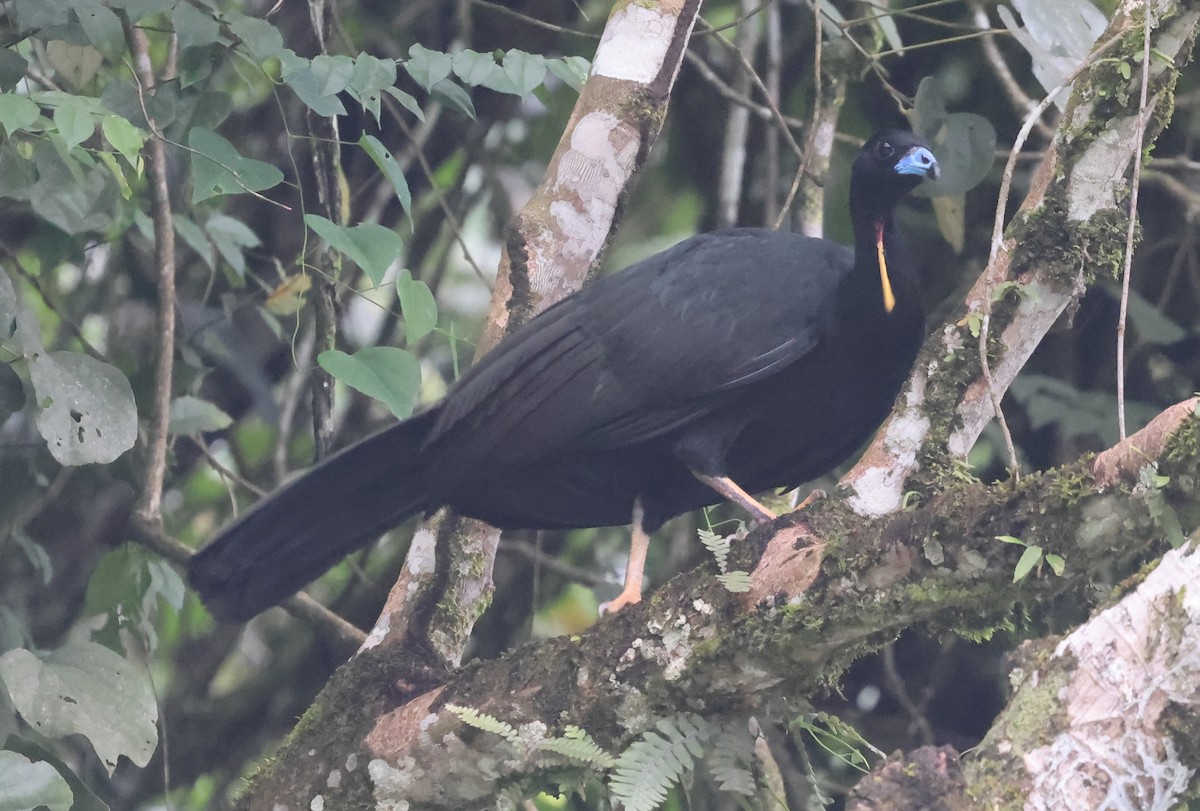 Wattled Guan - ML645963542