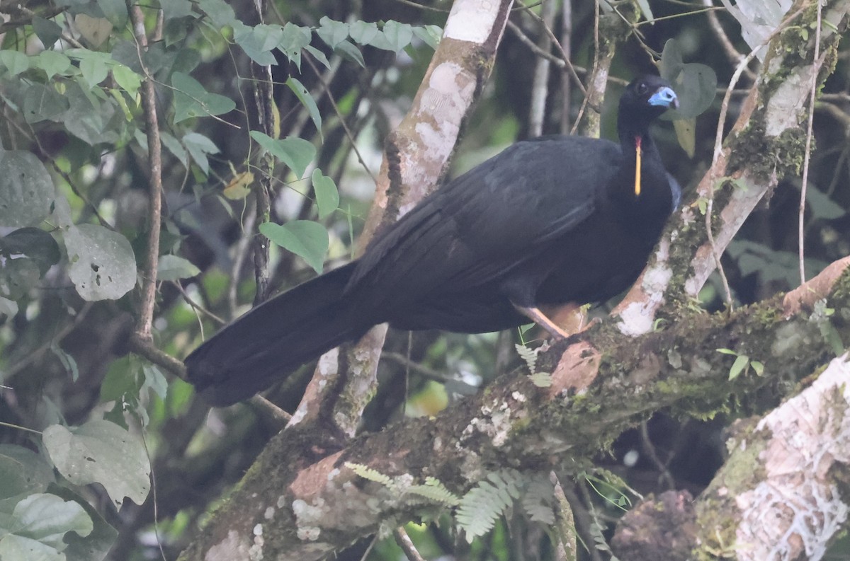 Wattled Guan - ML645963543
