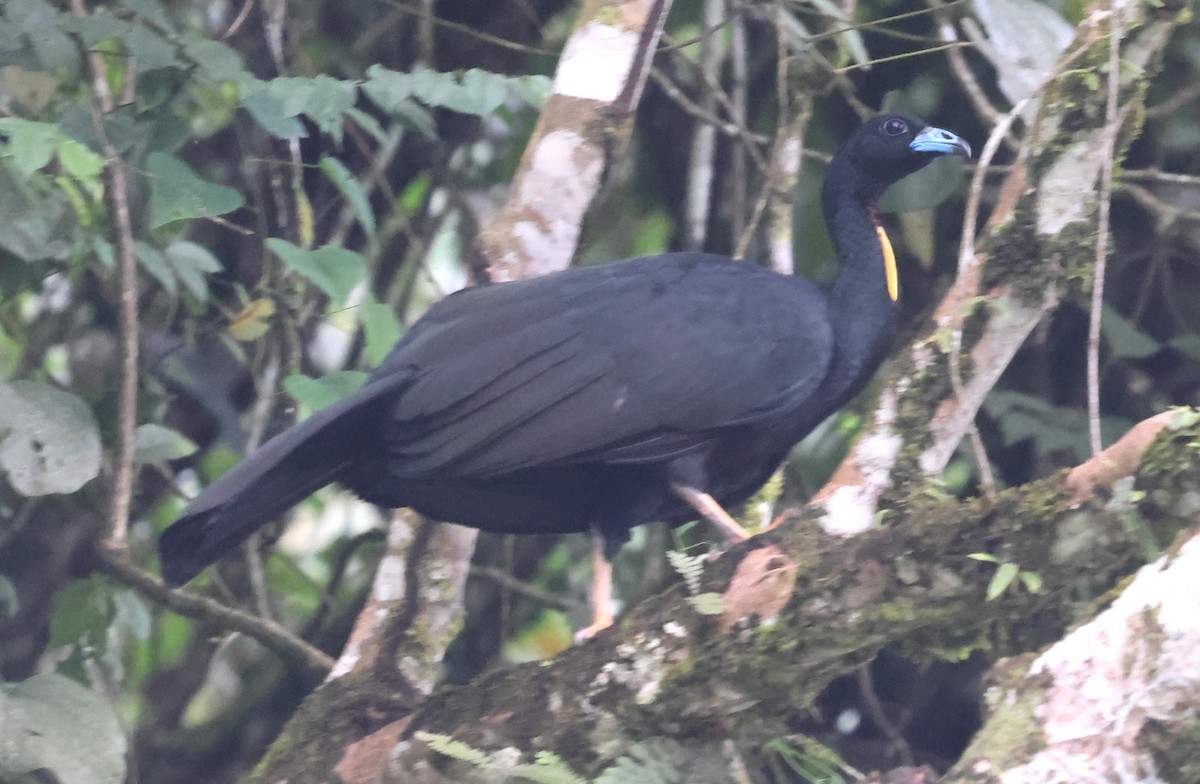 Wattled Guan - ML645963544
