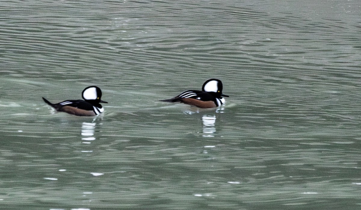 Hooded Merganser - ML645963557