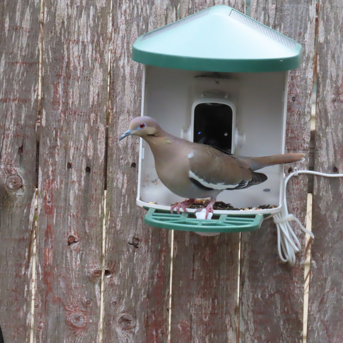 White-winged Dove - ML645963561