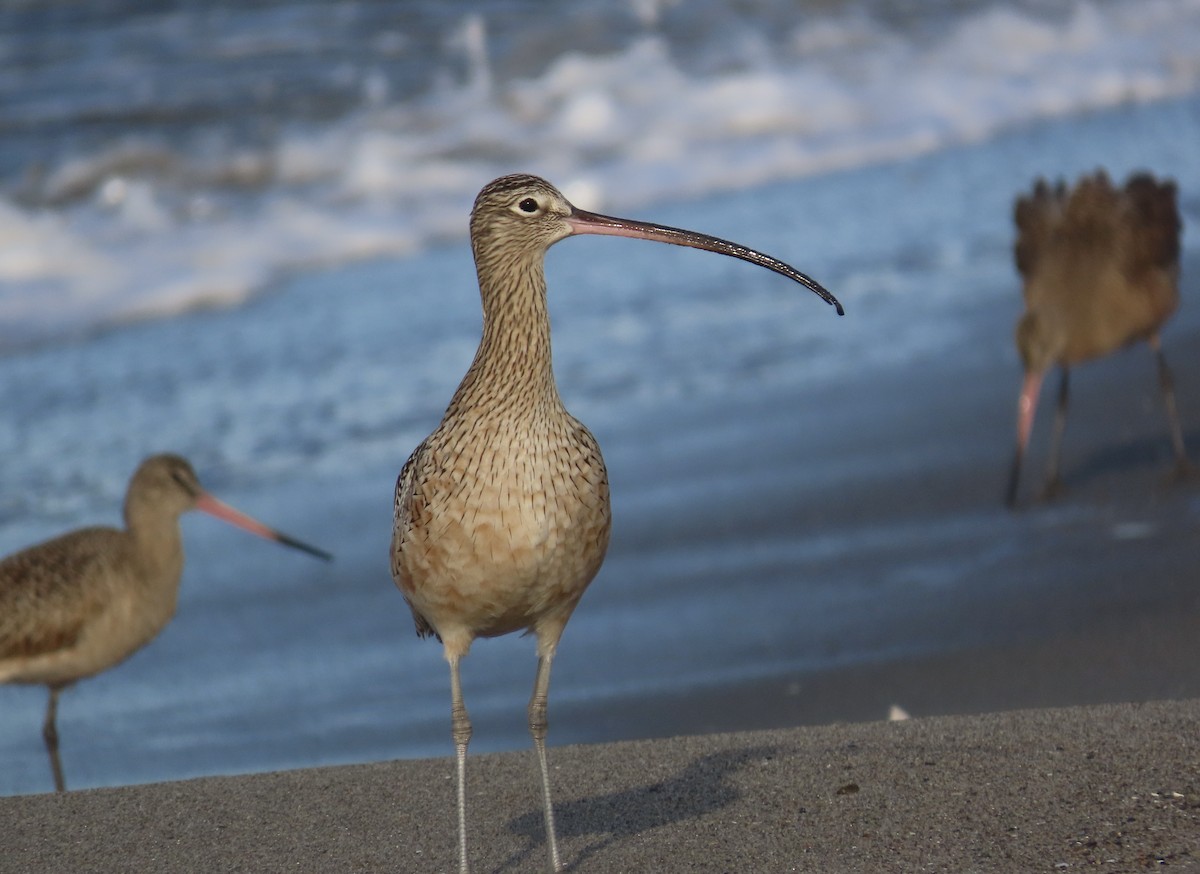 Long-billed Curlew - ML645963564