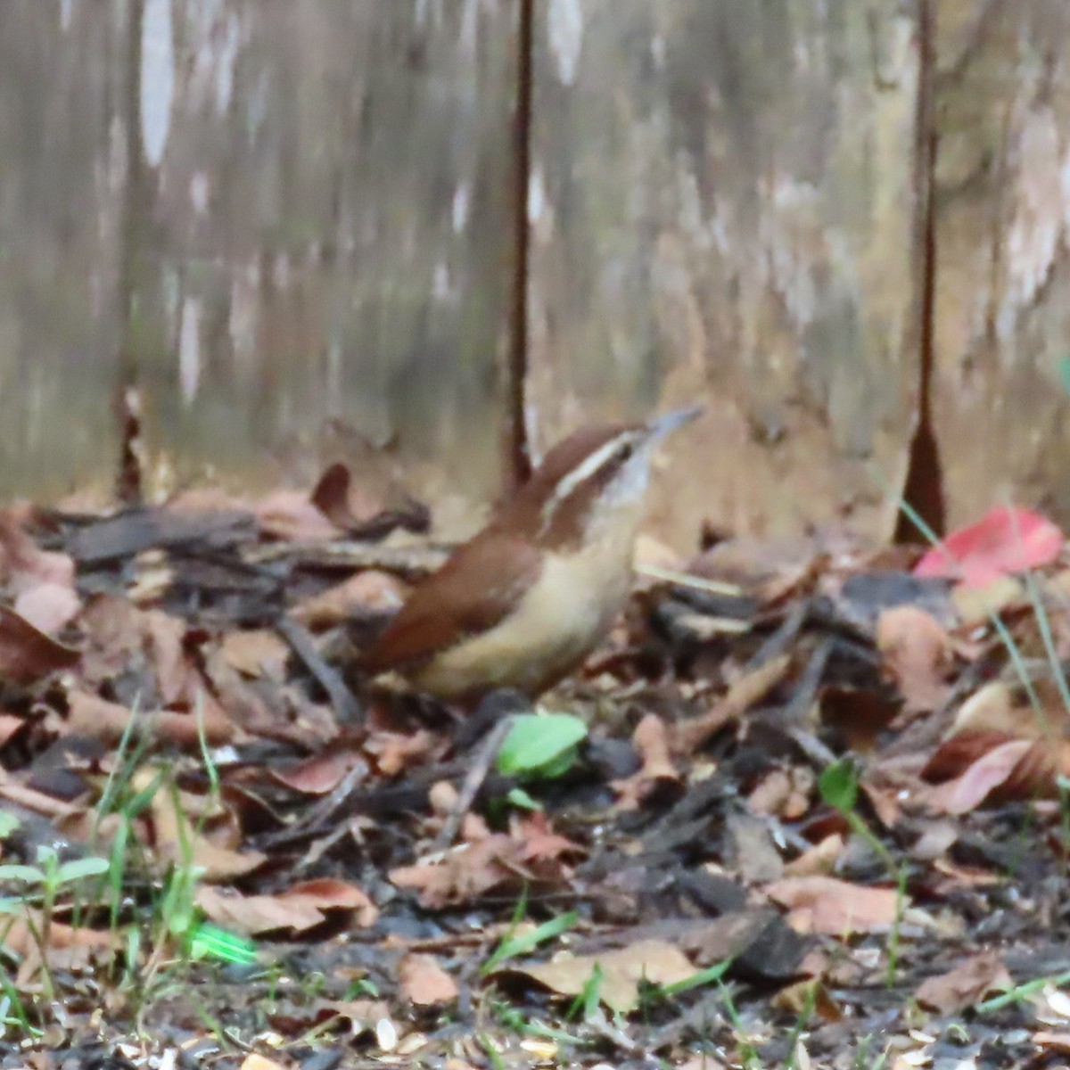 Carolina Wren - ML645963568