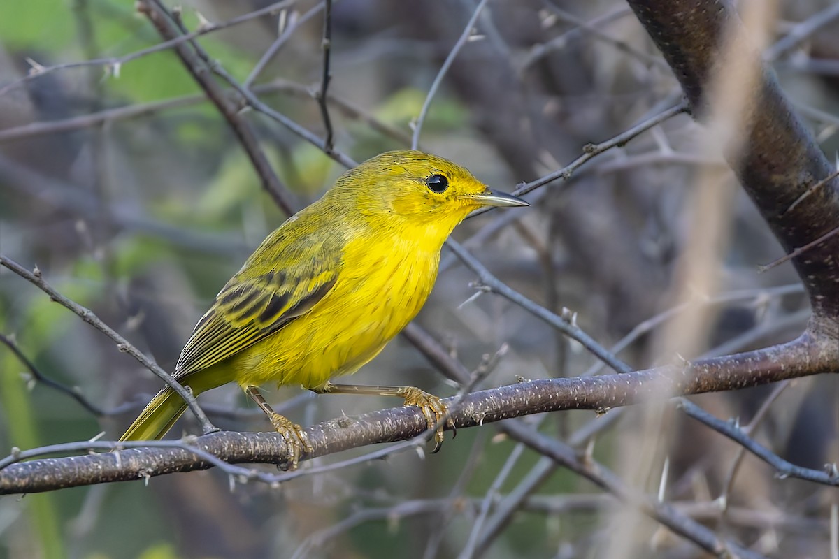 Mangrove Yellow Warbler (Greater Antillean) - ML645963572
