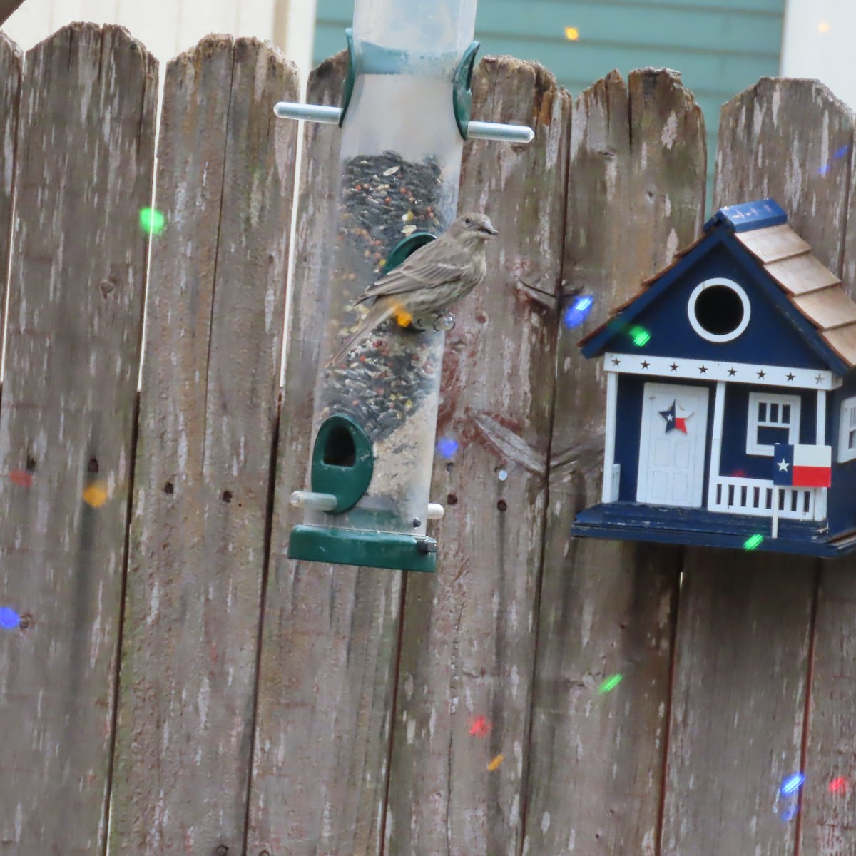 House Finch - ML645963573