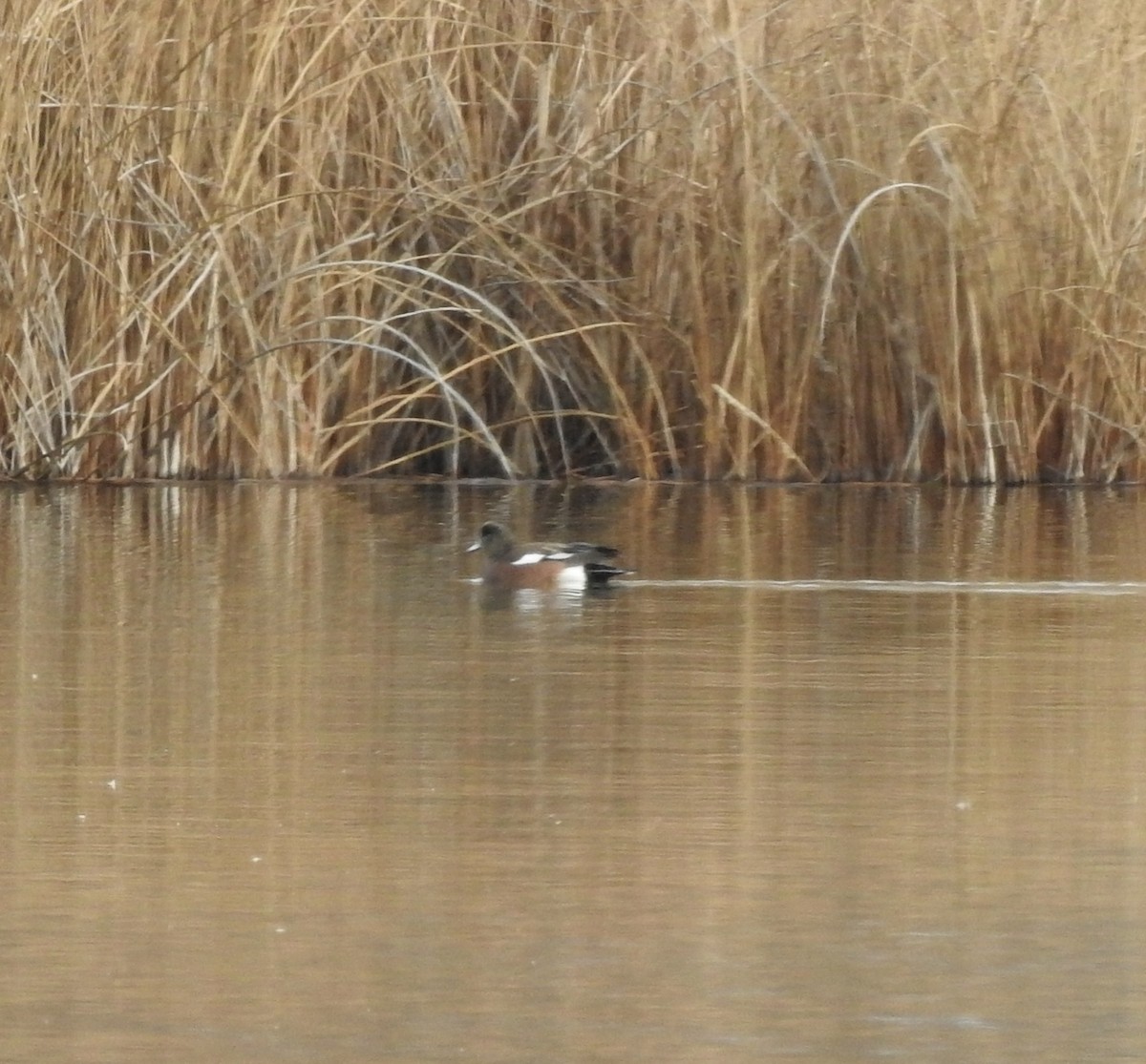 American Wigeon - ML645963576