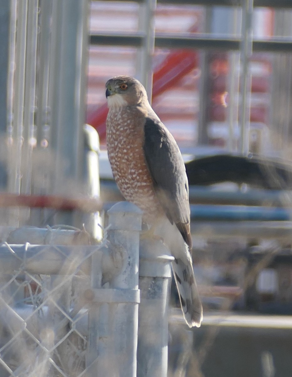 Cooper's Hawk - ML645963588