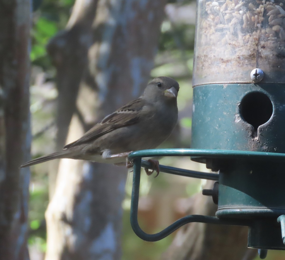 דרור הבית - ML645963589