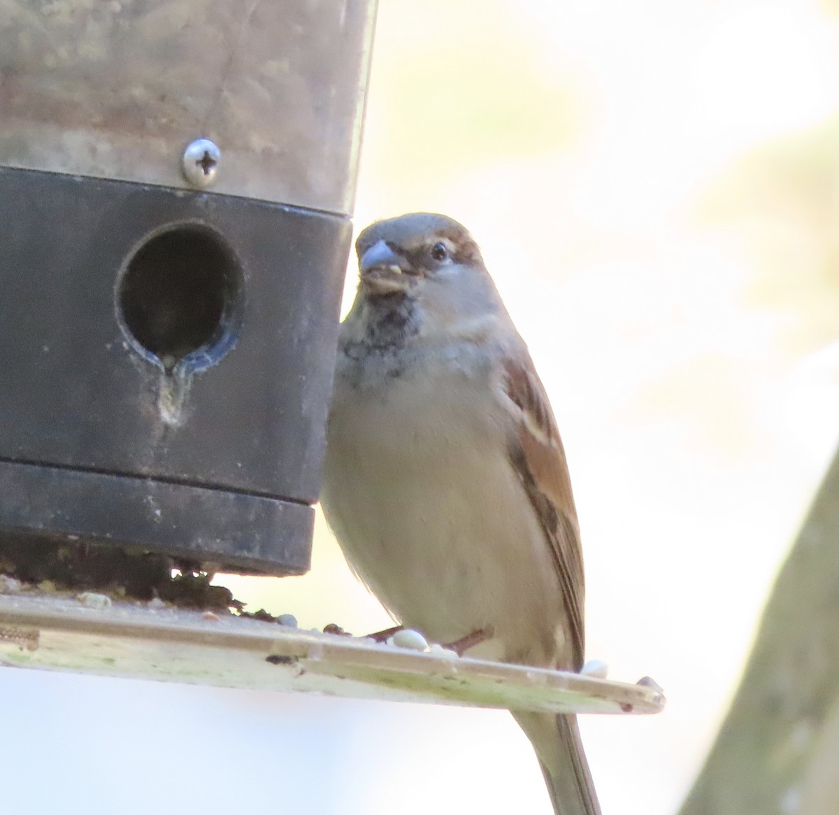דרור הבית - ML645963590