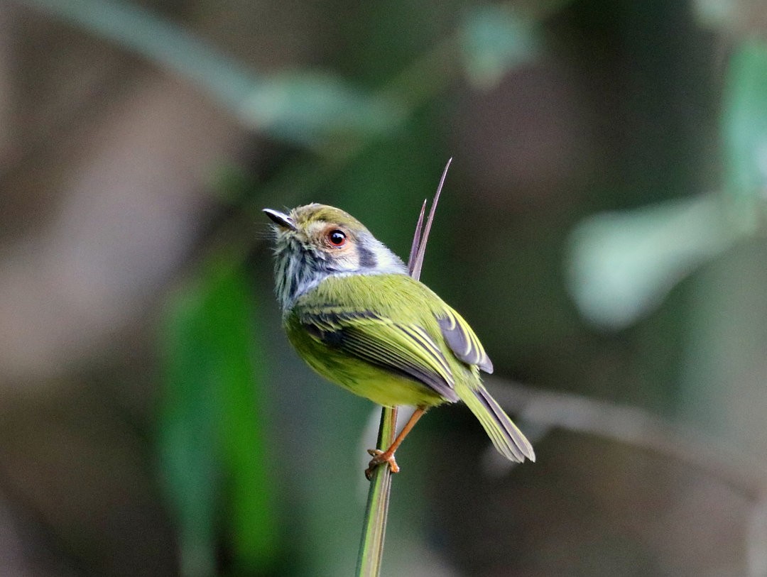 Microtyran oreillard - ML645963595