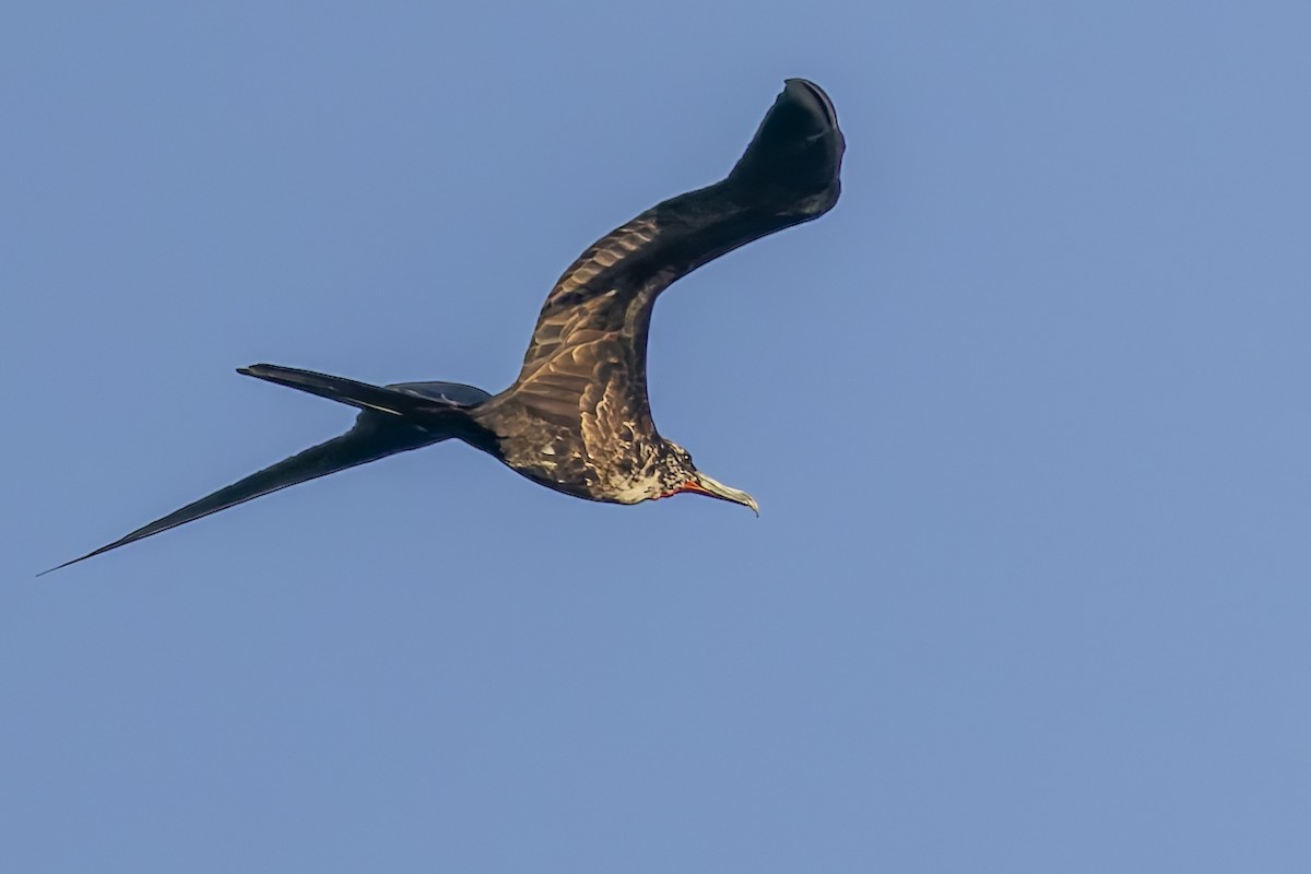 Magnificent Frigatebird - ML645963596