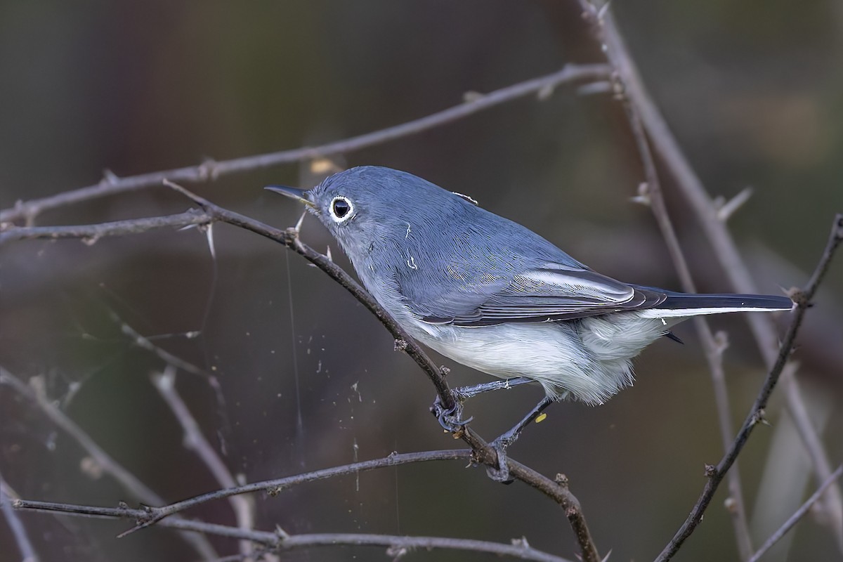 Blue-gray Gnatcatcher - ML645963599