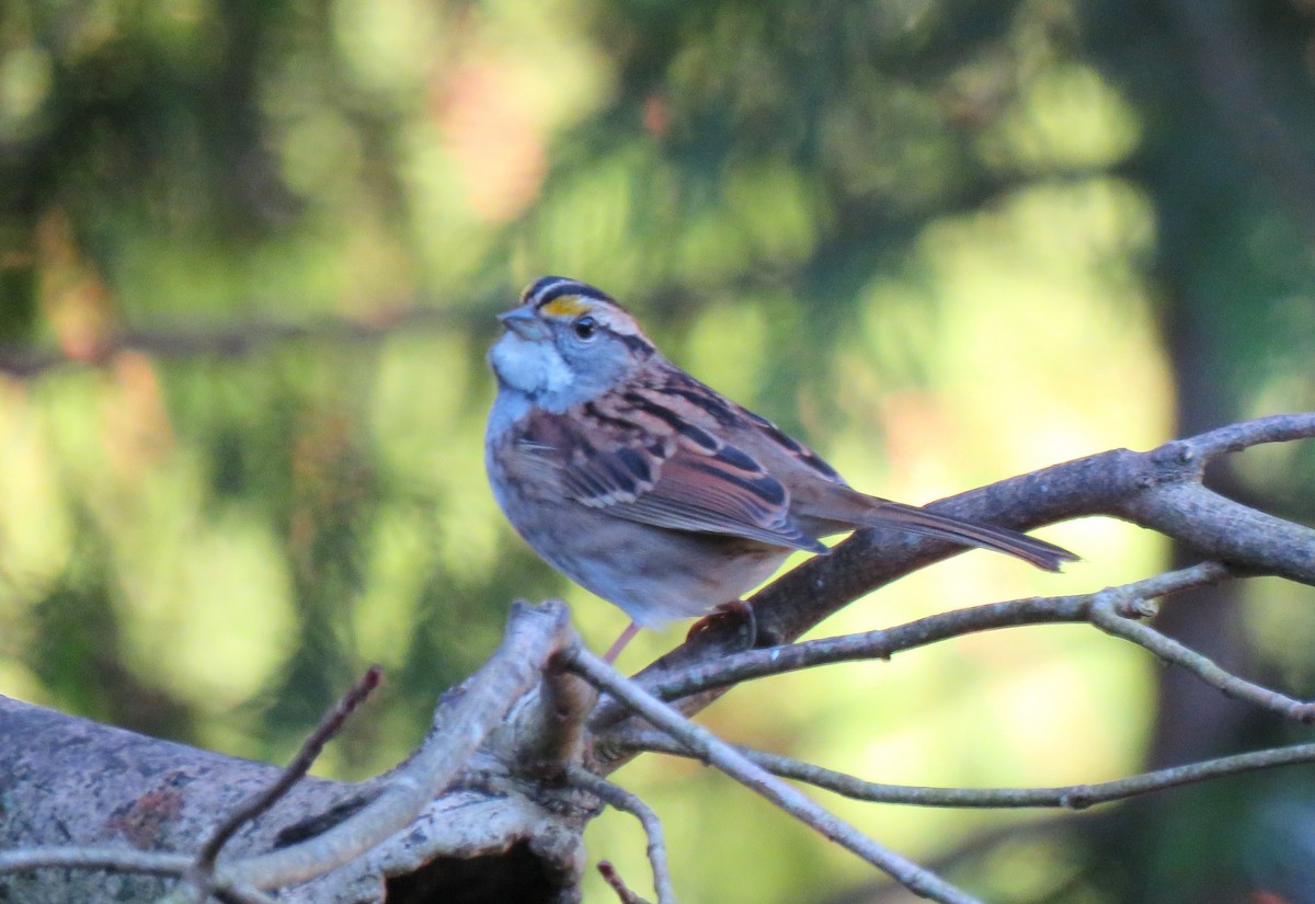 White-throated Sparrow - ML645963603
