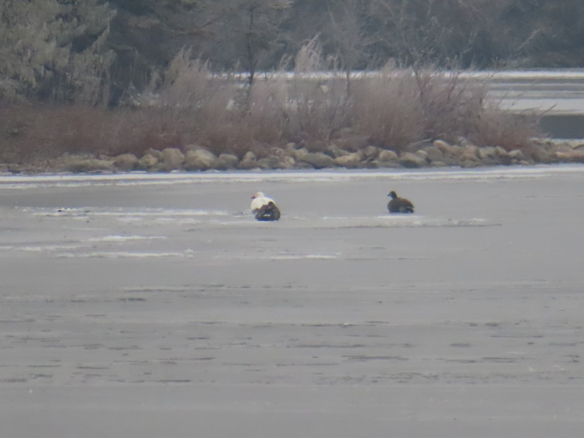 Snow Goose - ML645963608