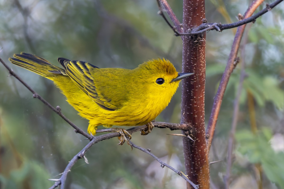 Mangrove Yellow Warbler (Greater Antillean) - ML645963609