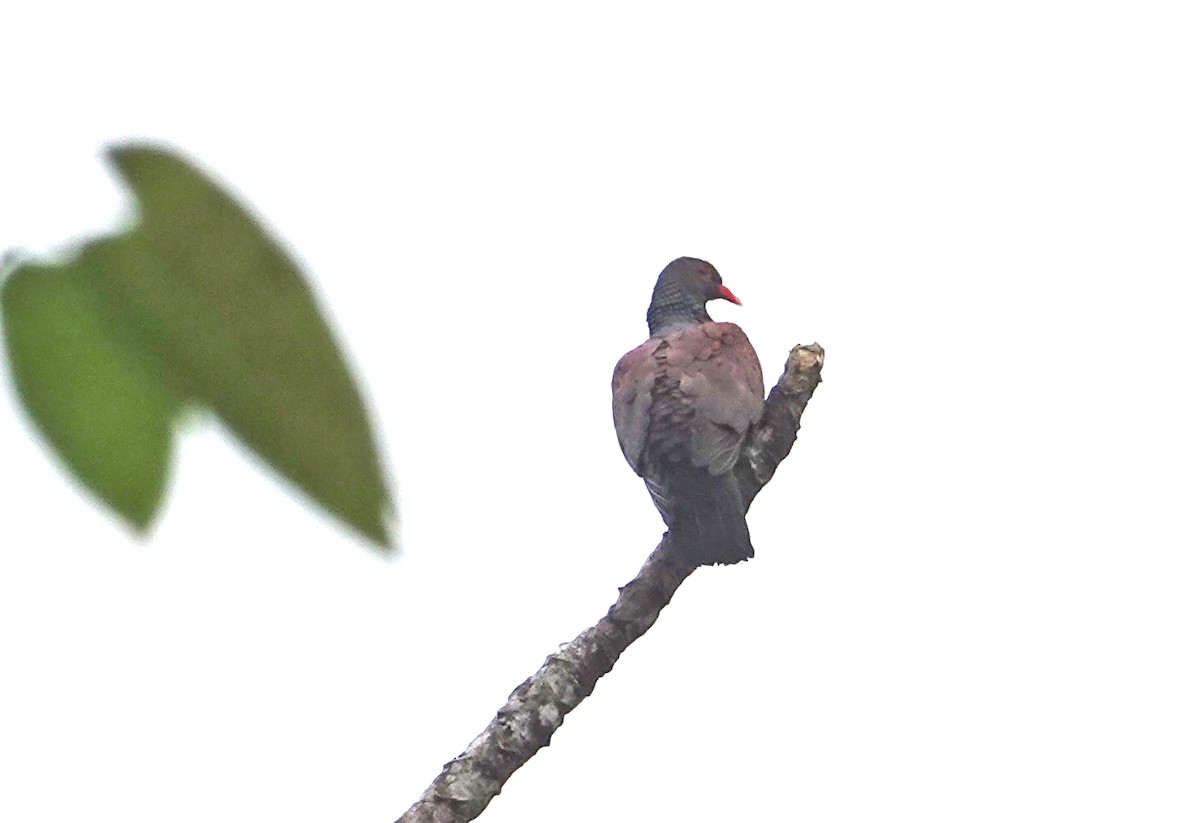 Scaled Pigeon - ML645963620