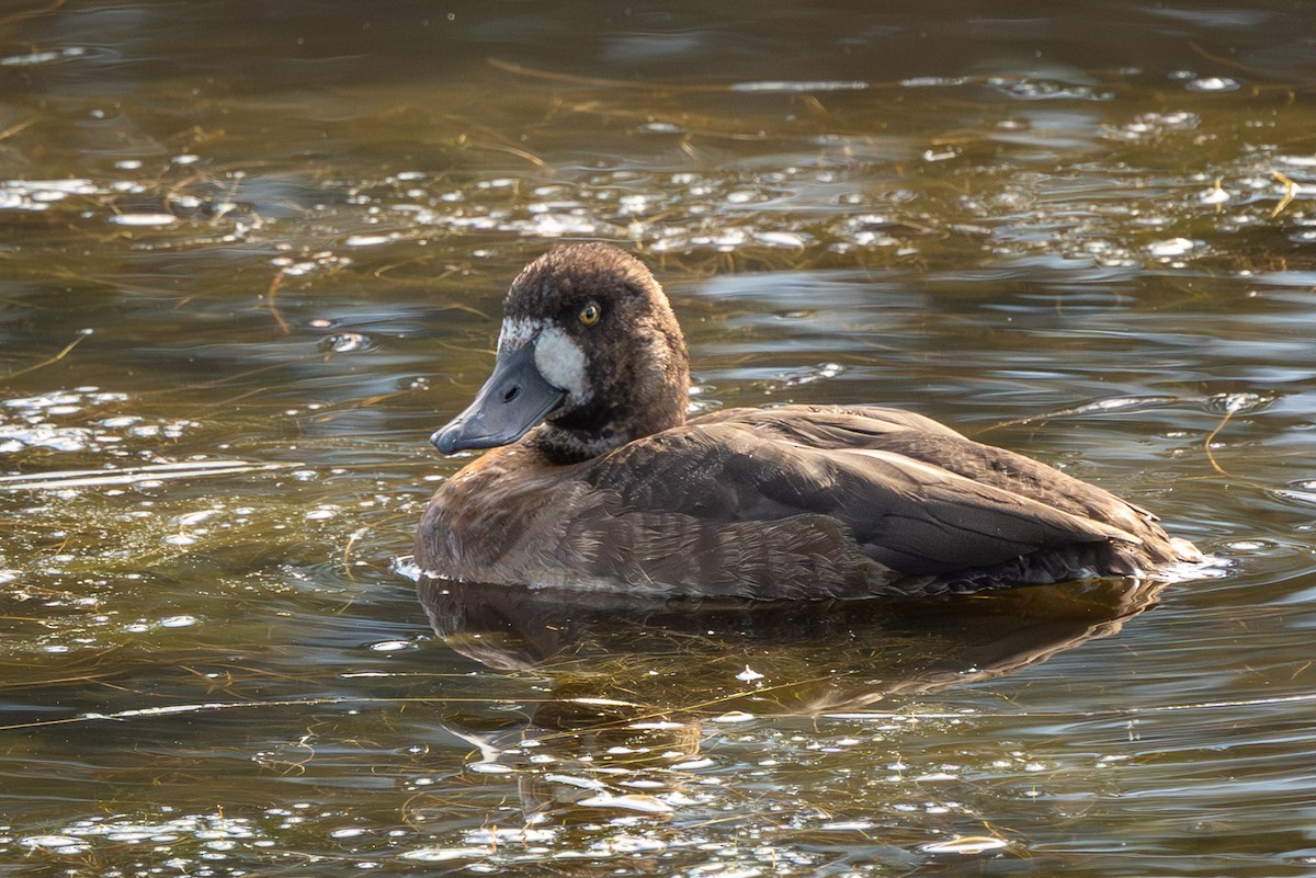 Морская чернеть - ML645963631