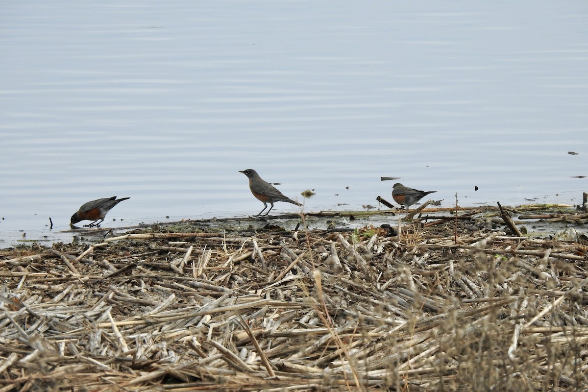 American Robin - ML645963637