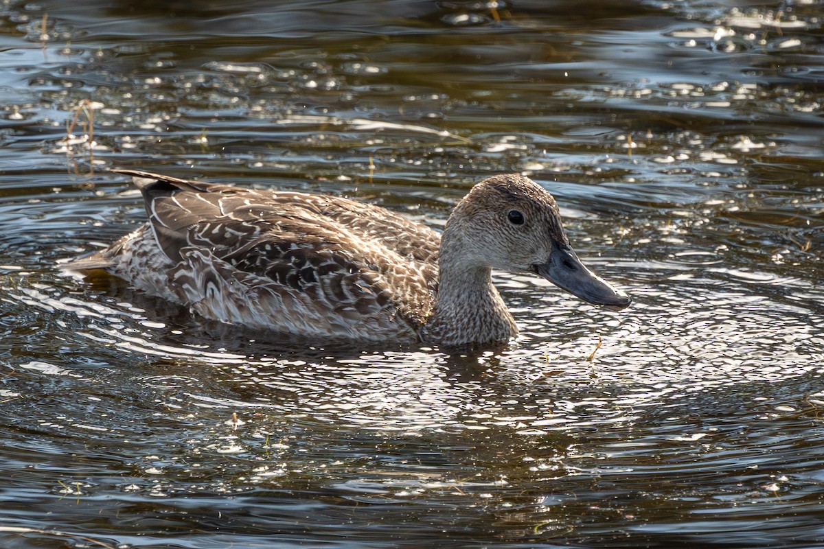Northern Pintail - ML645963638