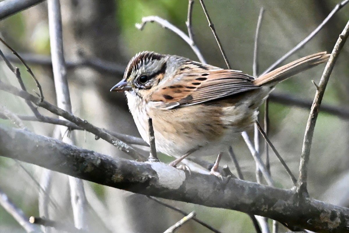 Swamp Sparrow - ML645963639