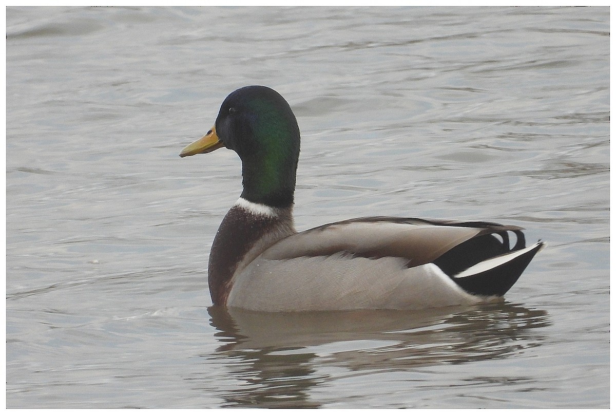 綠頭鴨 - ML645963640