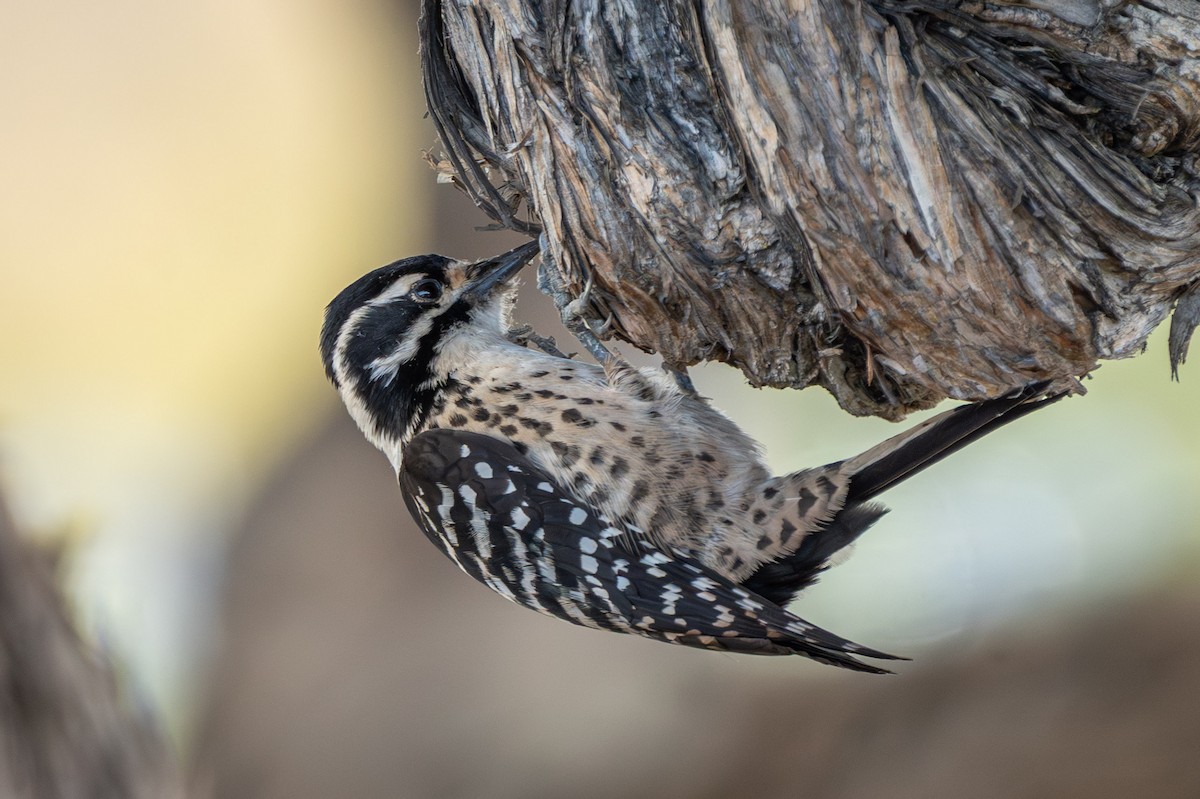 Nuttall's Woodpecker - ML645963641
