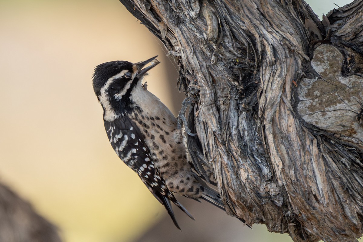 Nuttall's Woodpecker - ML645963642