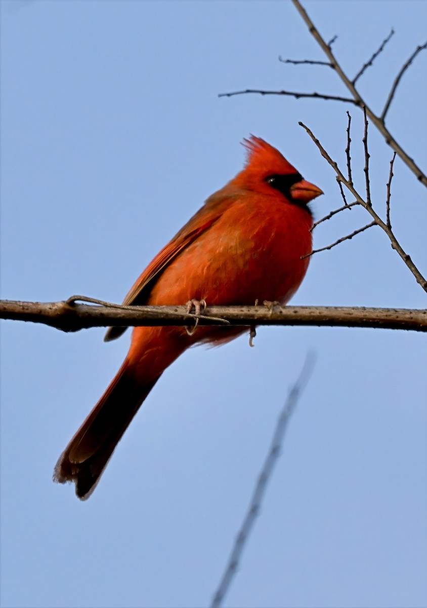 Northern Cardinal - ML645963644