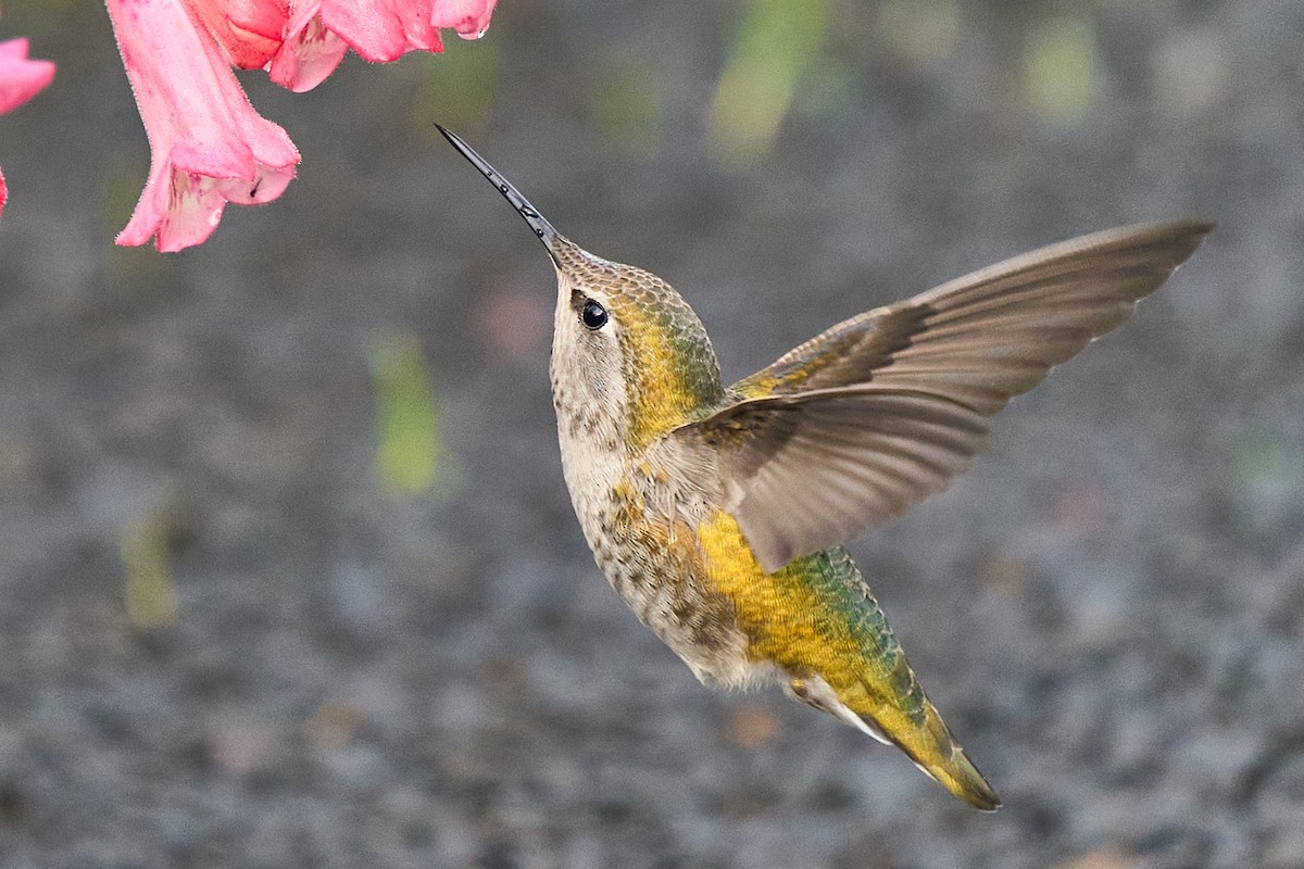 kalypta růžovohlavá - ML645963649