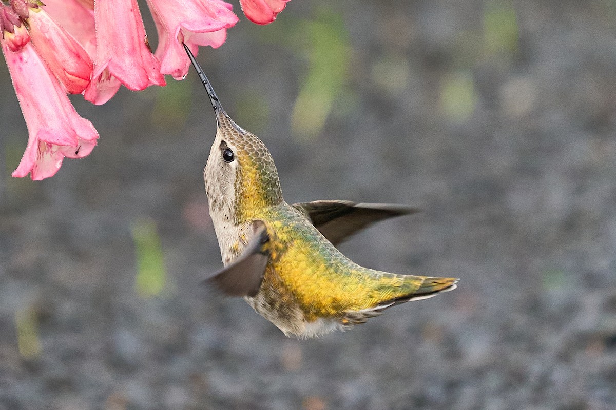 kalypta růžovohlavá - ML645963651