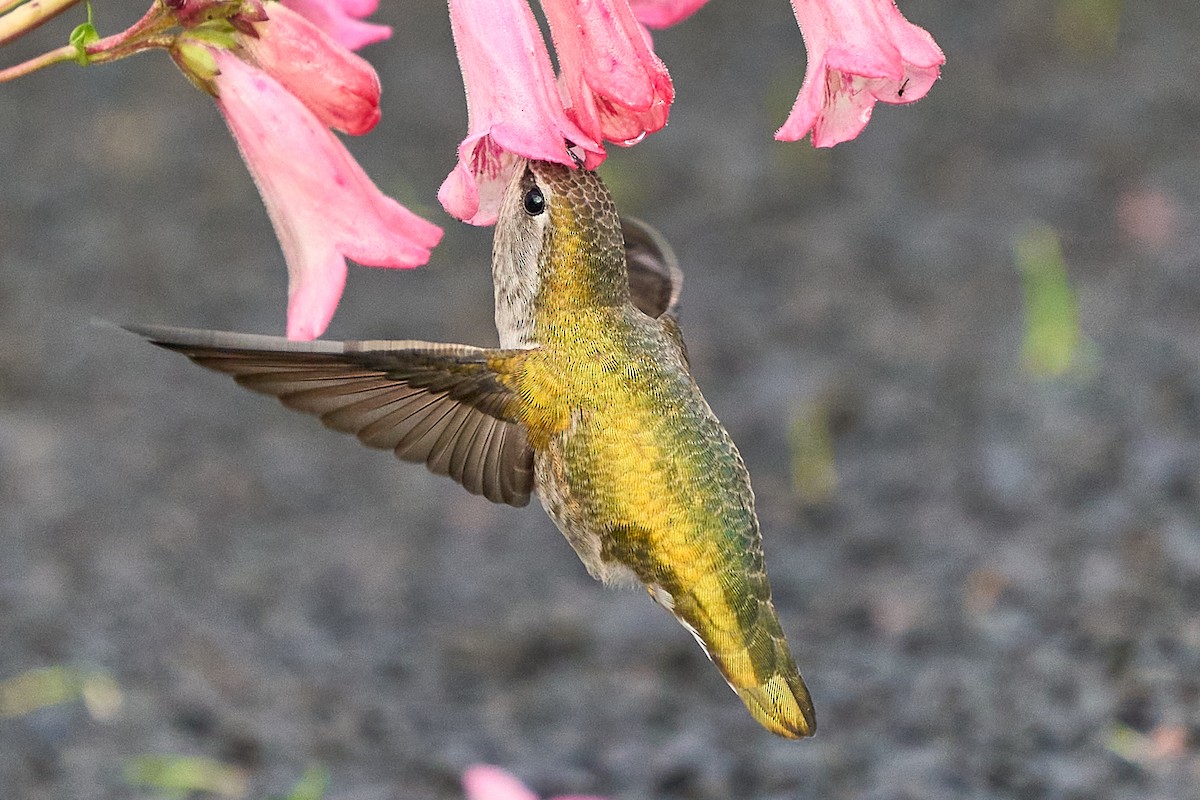 kalypta růžovohlavá - ML645963653