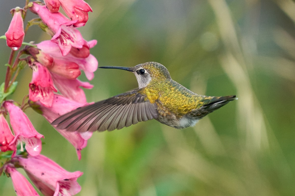 kalypta růžovohlavá - ML645963659