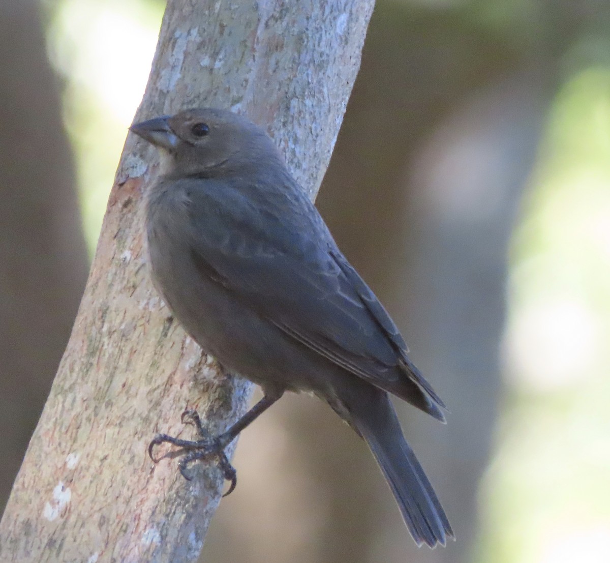 Brown-headed Cowbird - ML645963662