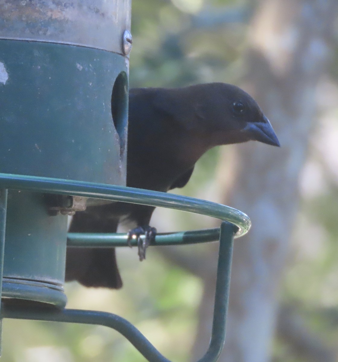 Brown-headed Cowbird - ML645963665