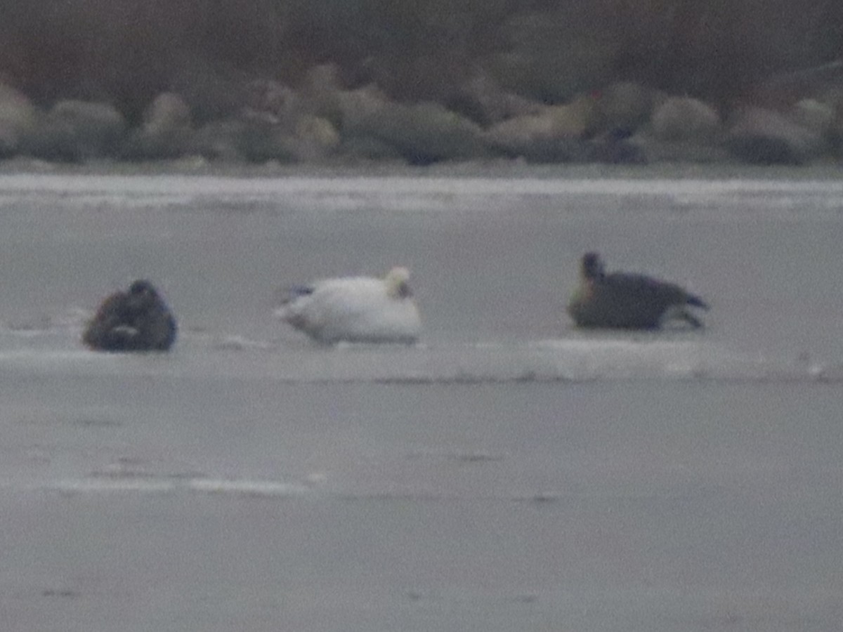 Snow Goose - ML645963666