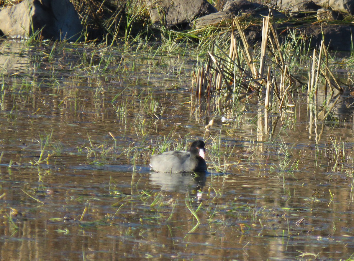 Лиска американська - ML645963678