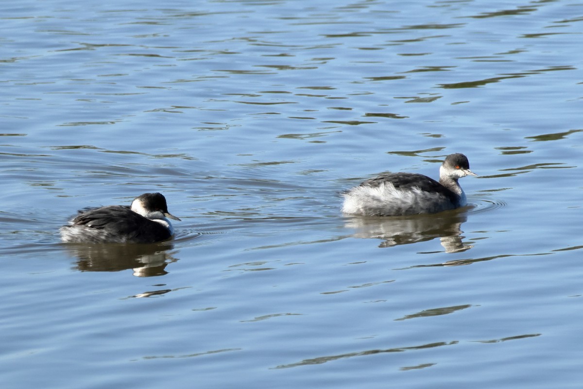 Eared Grebe - ML645963681