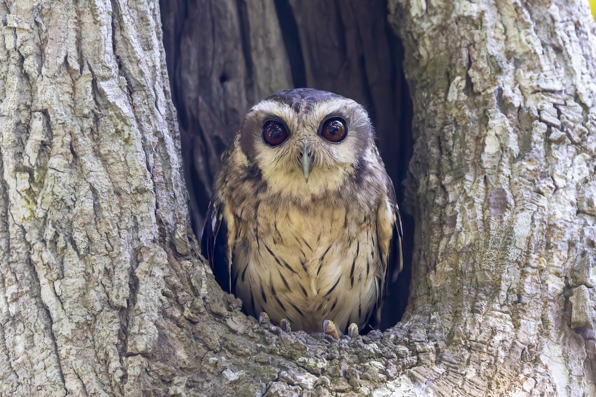 Küba Puhucuğu - ML645963684