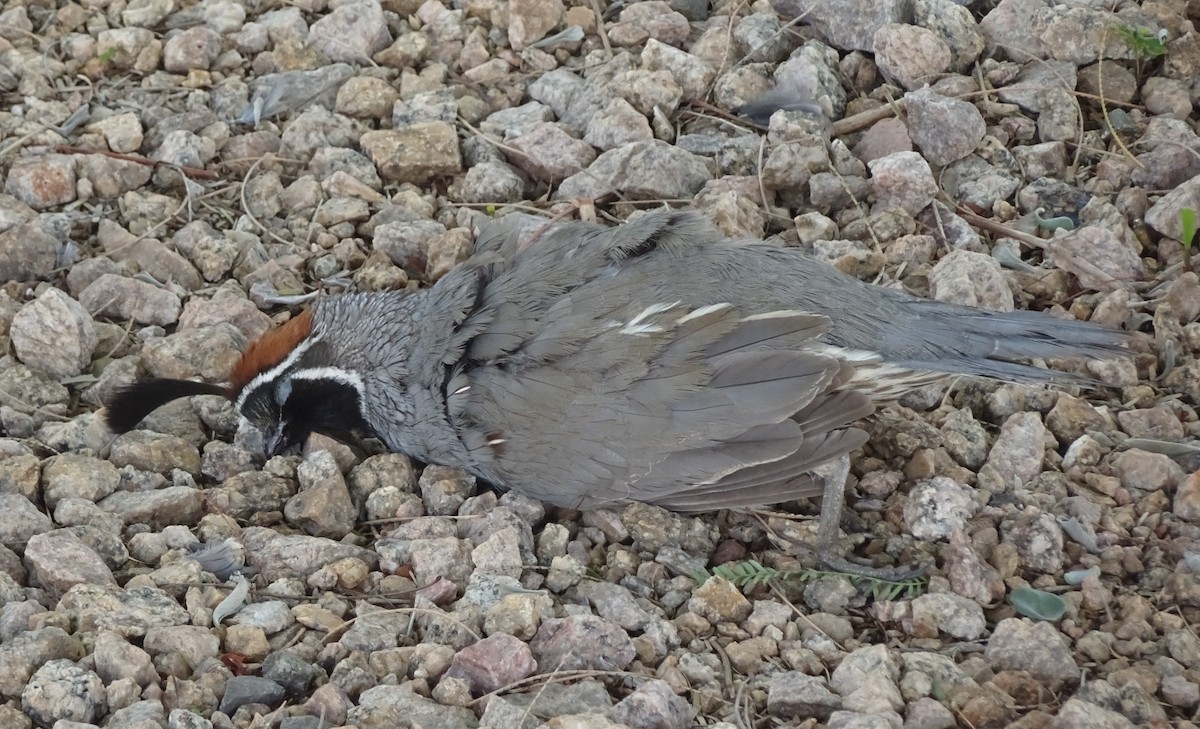 Gambel's Quail - ML645963685