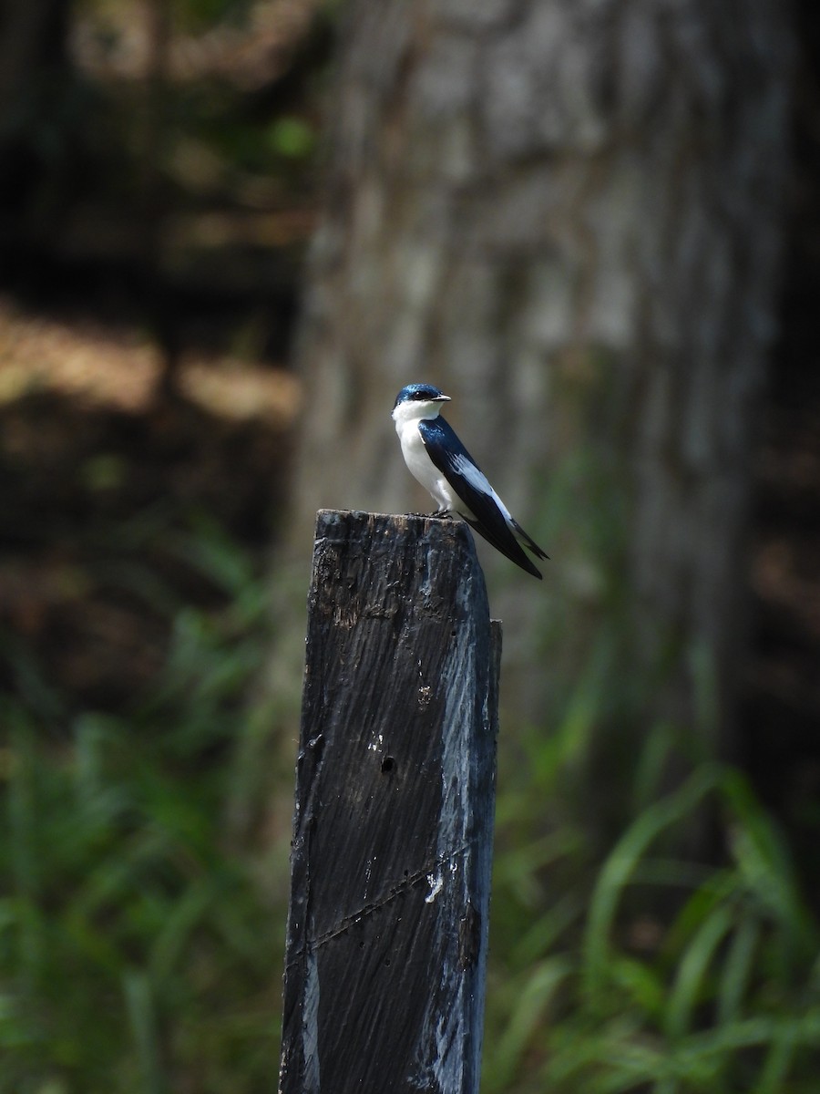 White-winged Swallow - ML645963687