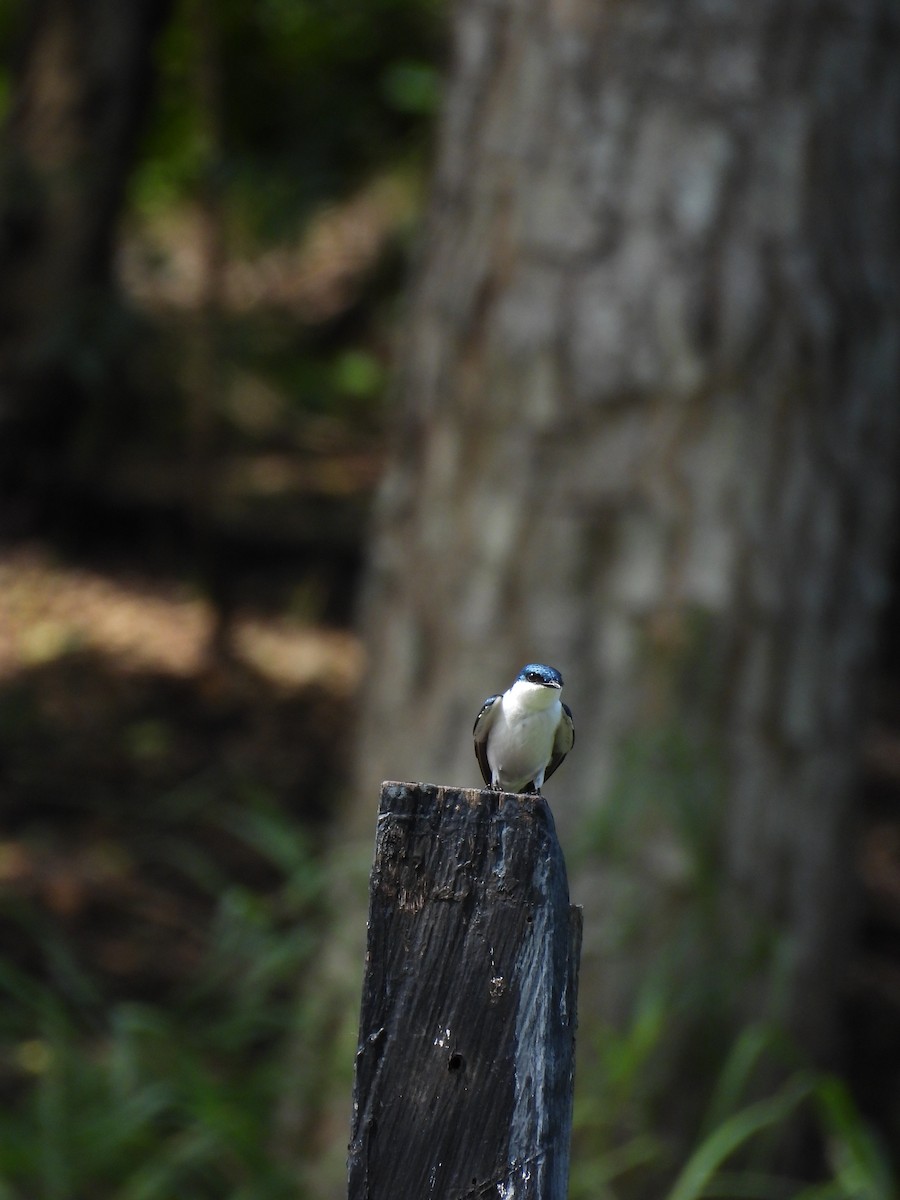 White-winged Swallow - ML645963688