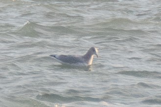 Gaviota/Gavión sp. - ML645963689