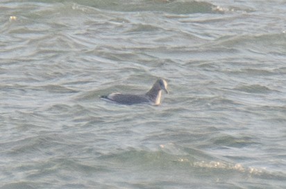 Gaviota/Gavión sp. - ML645963690