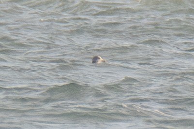 Gaviota/Gavión sp. - ML645963691