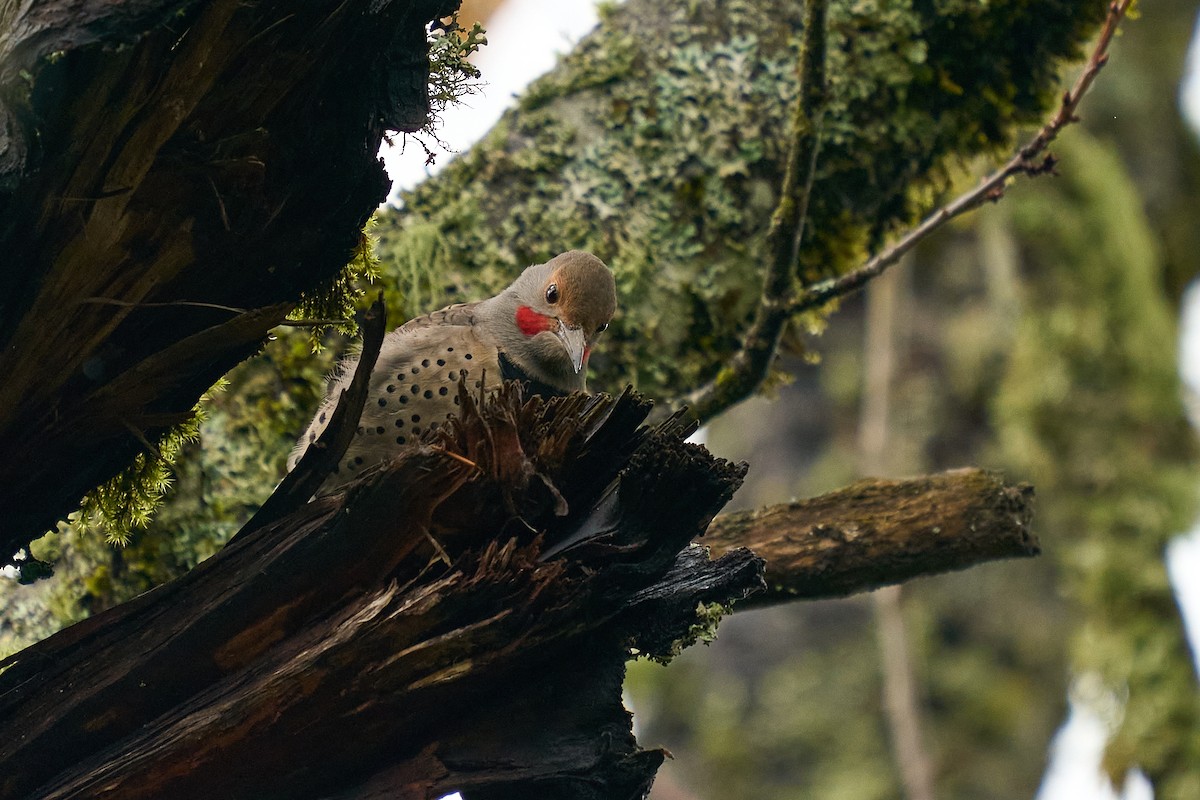 datel zlatý [skupina cafer] - ML645963693