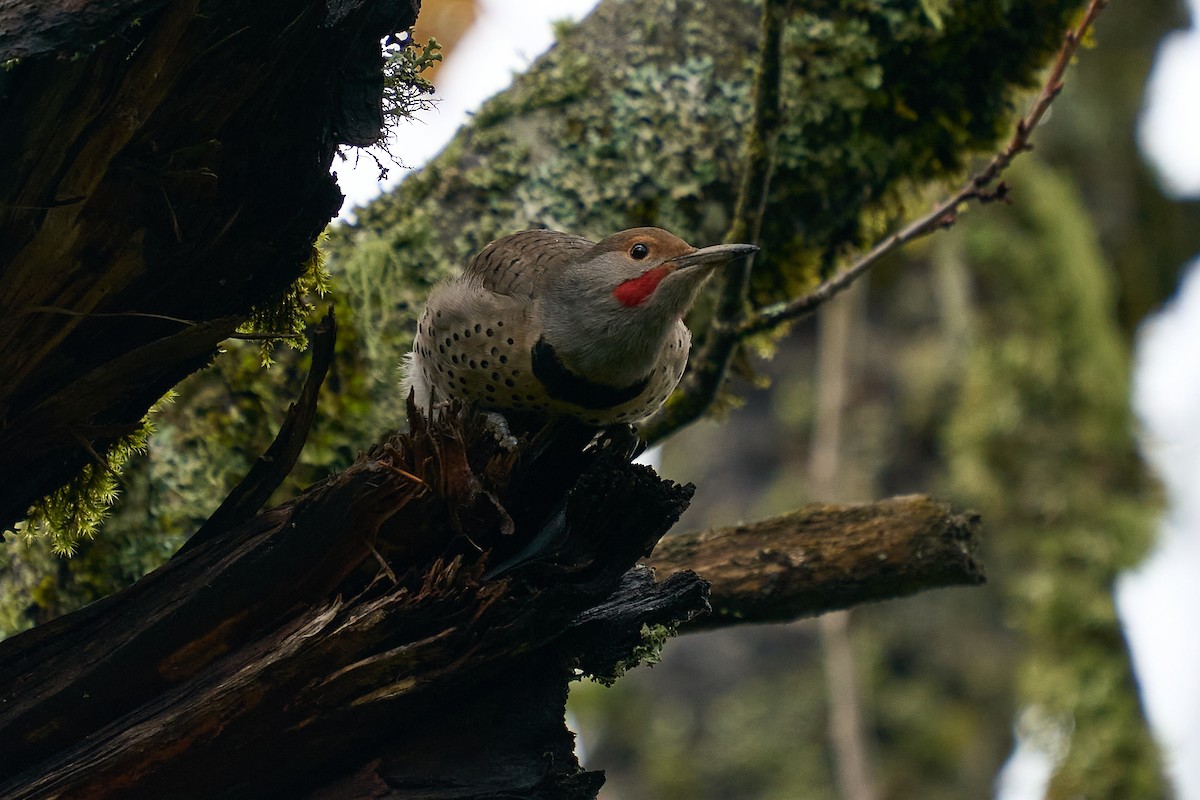 datel zlatý [skupina cafer] - ML645963694