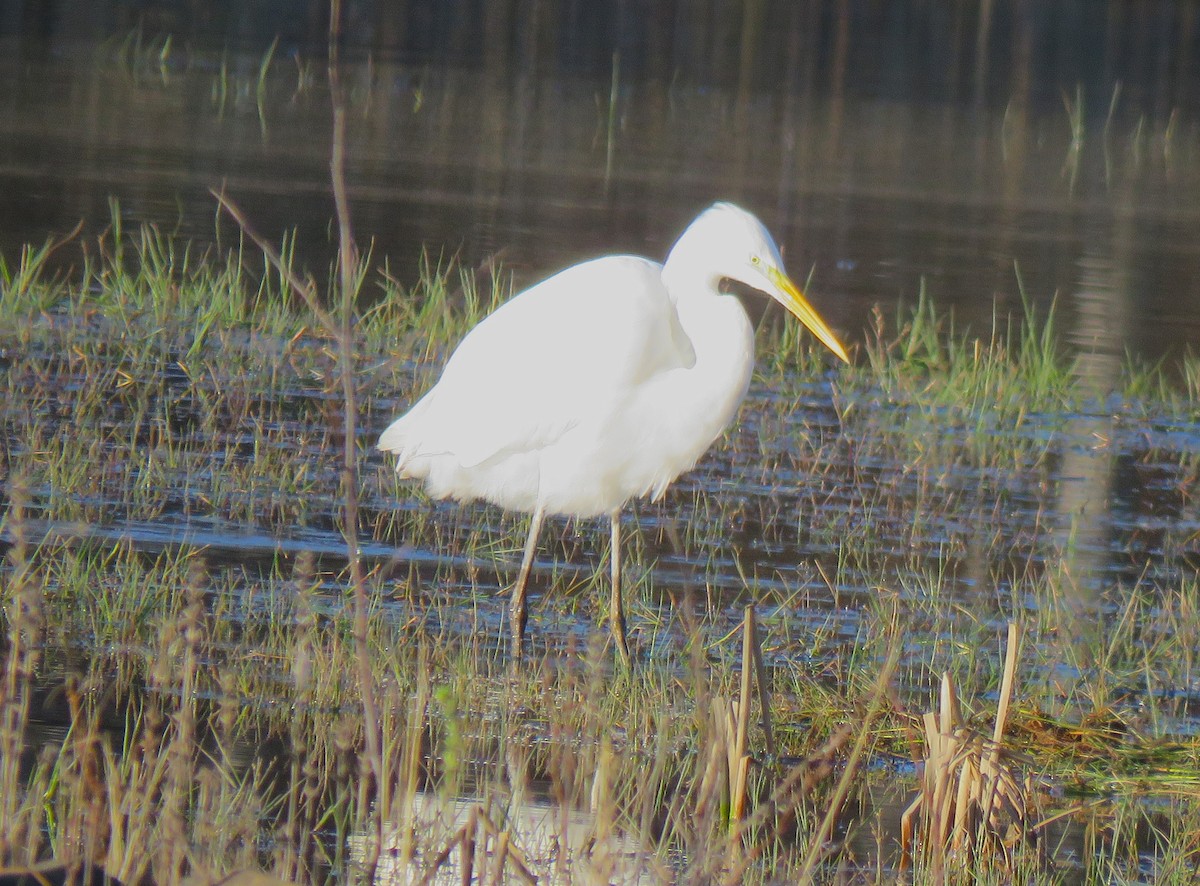 Great Egret (alba) - ML645963706