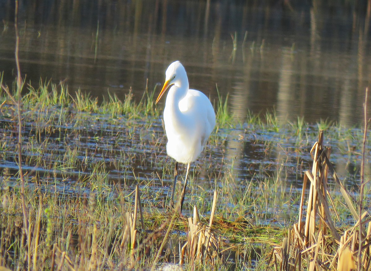 Great Egret (alba) - ML645963707